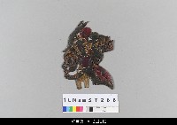 藏品(中國湖北皮影戲偶頭-淨)的圖片